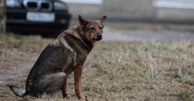 Калининградка избила пенсионера веником из-за замечания о своих собаках