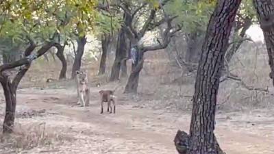 Бездомная собака сразилась с львицей в Индии и попала на видео