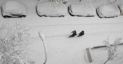 Прогноз погоды на 13 января: в Украину движется непогода со снегом и метелью