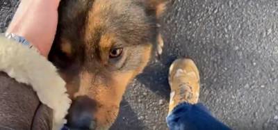 Звезда «Ментовских войн» попытался найти дом для пса из Липецкой области