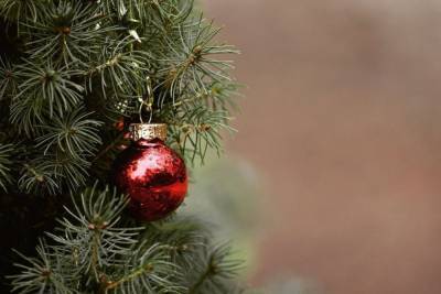 Пункт приема новогодних елок откроется в Пущино