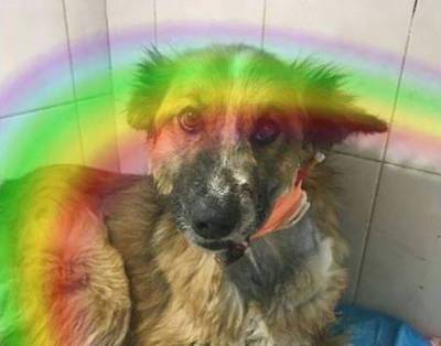 Ушла по радуге: в Кузбассе собака с оторванной челюстью не дождалась операции