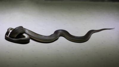 Древесные змеи научились сворачиваться в лассо, чтобы добраться до птиц