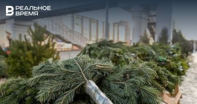 В Казани можно сдать новогодние елки на корм козам