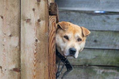 Сыктывкарцы разобрали собак из приюта “Друг” по домам