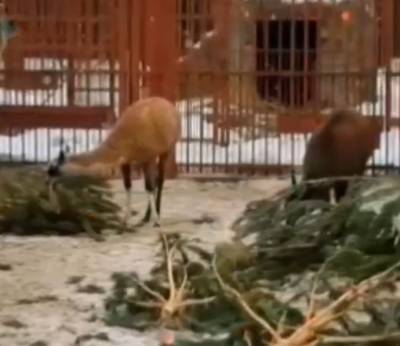 «Нам достаточно до конца зимы»: Липецкому зоопарку больше не нужны елки