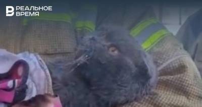 Появилось видео спасения кота пожарными под Казанью
