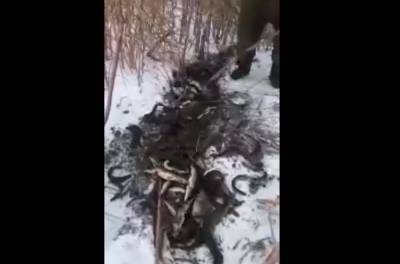 Астраханцы поделились видео удачной рыбалки с помощью лопаты