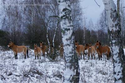 В Чернобыле заметили животных, которых в ХХ веке истребили в природе. Фото
