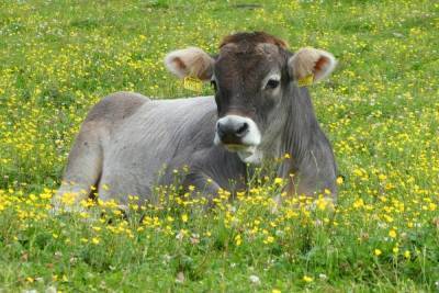 В Усть-Лабинске определят самую красивую корову
