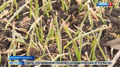 Аграрии Мясниковского района рассказали о состоянии озимых