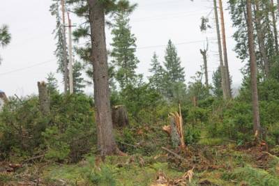 Алтайцы потребовали прекратить вырубку кедрового леса: «Непоправимый ущерб образу жизни»