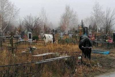 Жители Карачаево-Черкесии возмущены топчущими могилы коровами