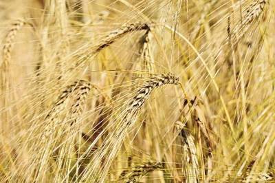 Минсельхоз США: Россия сохранит лидерство по экспорту пшеницы