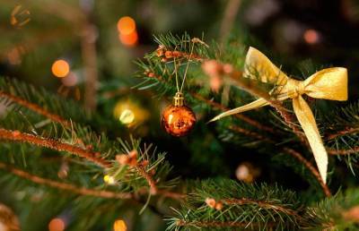 Антон Ястребцев - Почему новогоднюю елку нельзя долго держать в доме, рассказал эксперт - ont.by