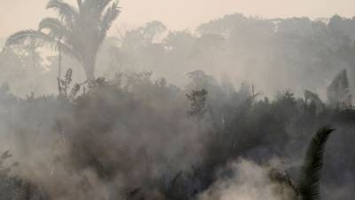 Экологи представили данные по уничтожению тропических лесов