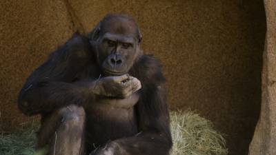 У горилл в зоопарке Сан-Диего положительный тест на COVID-19.
