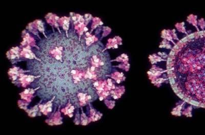 Ученым удалось узнать, какой фермент помогает размножаться коронавирусу