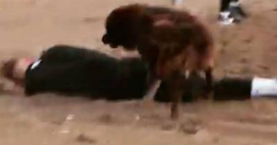 "Была любовь": пес сбил и прыгнул на футболиста клуба УПЛ во время тренировки в Турции (видео)