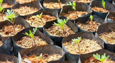 Выращивание бархатцев из семян в домашних условиях: самые благоприятные дни для посева в 2021 году