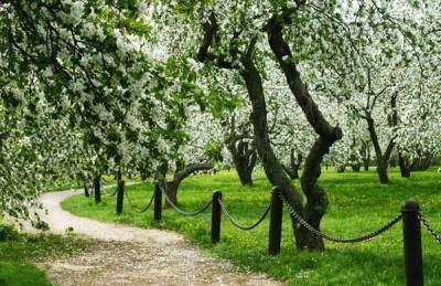 Когда цветут яблони в Коломенском парке в 2021 году
