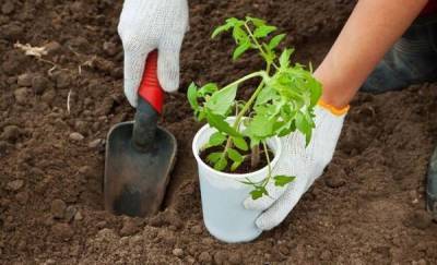 Сроки высадки рассады томатов в открытый грунт и теплицу по садовому календарю