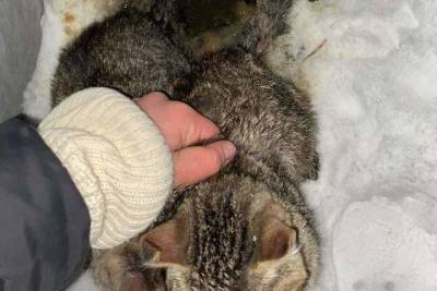 В Ижевске спасли кошек, которых облили водой на морозе