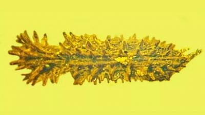 В куске янтаря нашли жука-короеда возрастом 100 млн лет