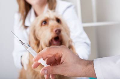 В Одессе будут бесплатно вакцинировать от бешенства домашних животных