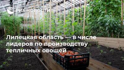 Липецкая область — в числе лидеров по производству тепличных овощей