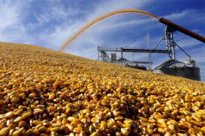 Россия может ввести пошлины на экспорт кукурузы и ячменя