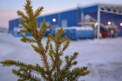 Акция по утилизации новогодних ёлок стартовала в Мурманской области
