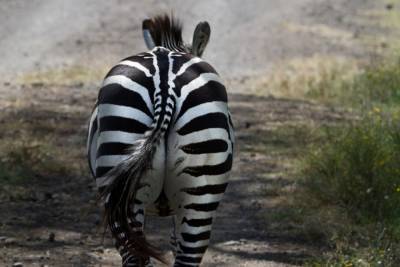 Ученые развенчали гипотезу о камуфляжном назначении полосок на теле зебры