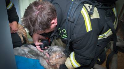 В Татарстане пожарные спасли из горящей квартиры кота