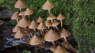 Галлюциногенные грибы выросли в теле американца