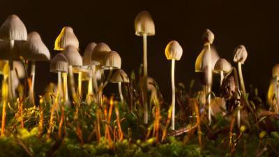 Вколовший в вены грибы американец едва не погиб, когда они стали расти