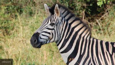 Ученые выяснили, могут ли полоски защитить зебру от хищников