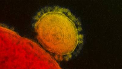 Два новых штамма коронавируса найдены в США
