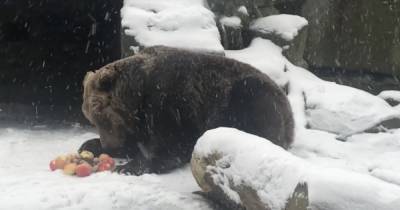 Бурая медведица Эшли из Калининградского зоопарка отметила 25-летие (видео)