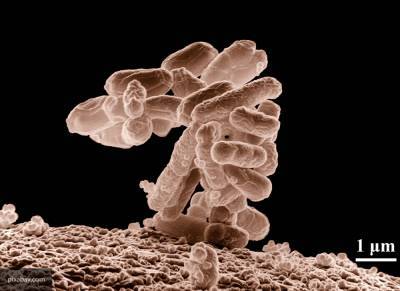 Ученые научились возвращать бактериям чувствительность к антибиотикам