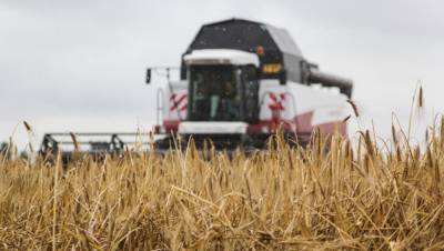 США оценили объемы экспорта российской пшеницы