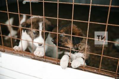 Собак из Дагестана доставили в аксубаевский приют для животных