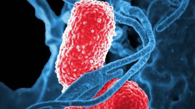 Ученые обнаружили способность вируса убивать супербактерию