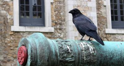 Есть ли опасность для британской короны: исчезла главная тауэрская ворона