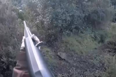 В Италии охотнице пришлось винтовкой отбиваться от дикого кабана: видео