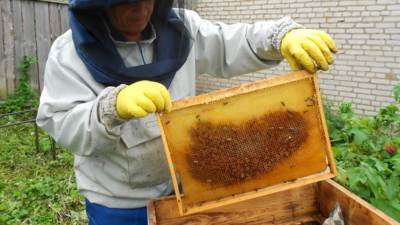 Врач Гинзбург опроверг слухи о целебных свойствах меда