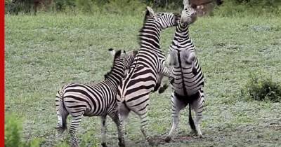 Зебры-самцы устроили драку за внимание самки и попали на видео