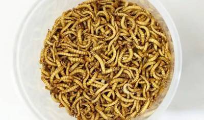 В Евросоюзе одобрено употребление в пищу мучных червей