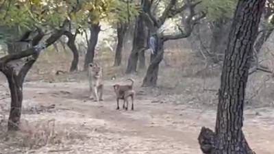 Бродячая собака против львицы: потасовка животных в национальном парке попала на видео