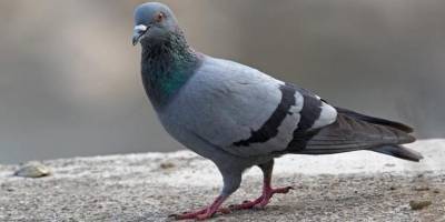 В Австралии собираются убить пересекшего океан голубя из США